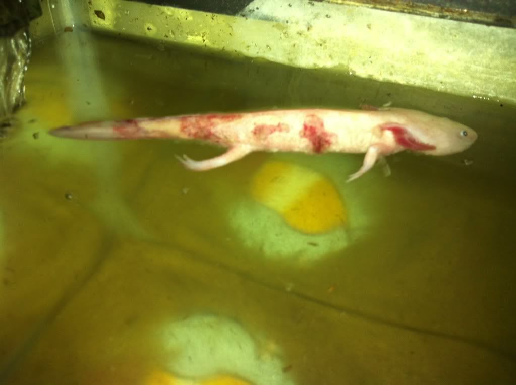 Illness/Sickness: Axolotl Emergency - Caudata.org