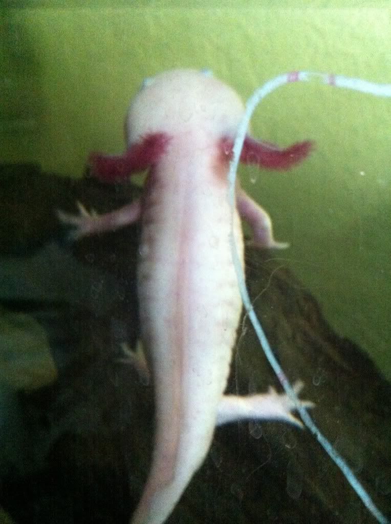 Illness/Sickness: - Axolotl Emergency | Caudata.org: Newts And ...