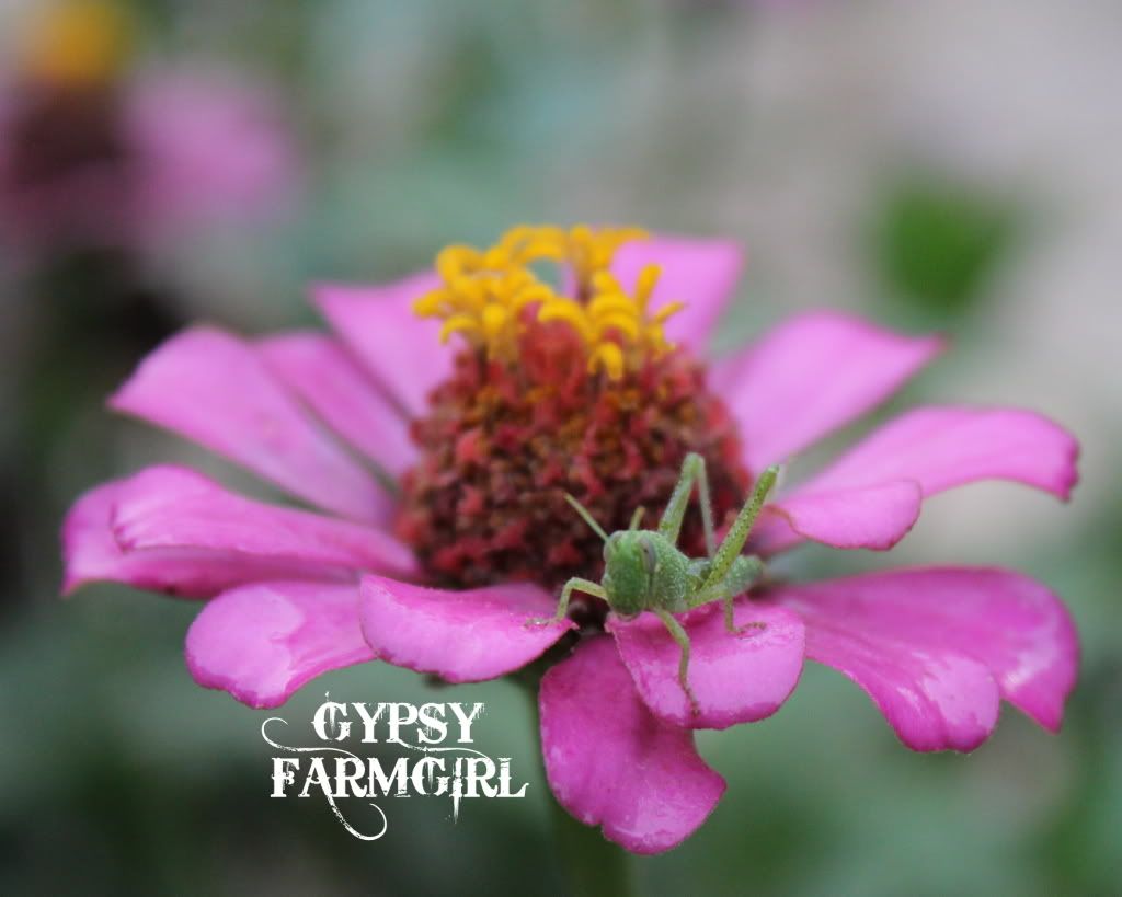 grasshopper in zinnia