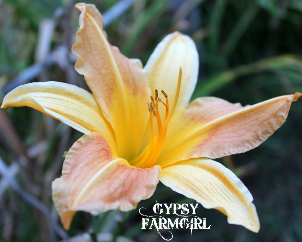 The last lily of 2012