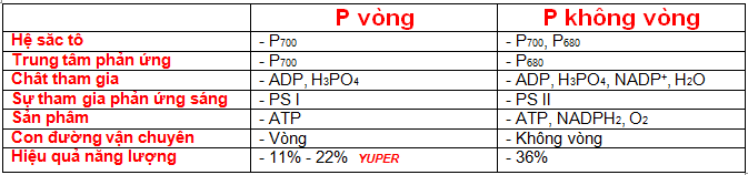 PvongPkhongvong.png