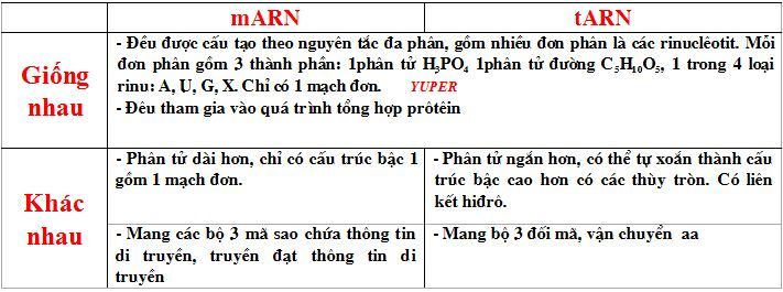 sosanhtARNvamARNcoban.jpg