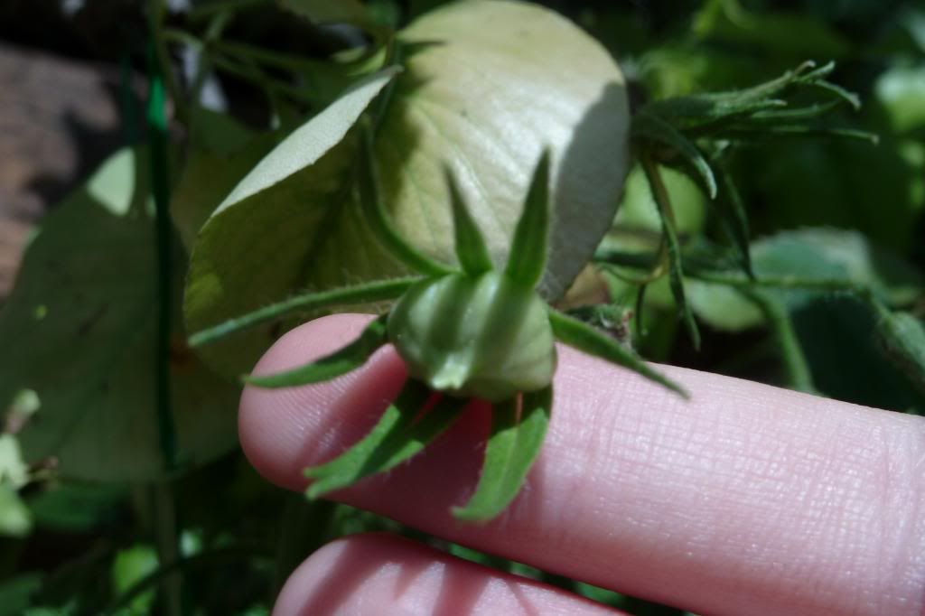  photo P1000866_zpsac44b591.jpg