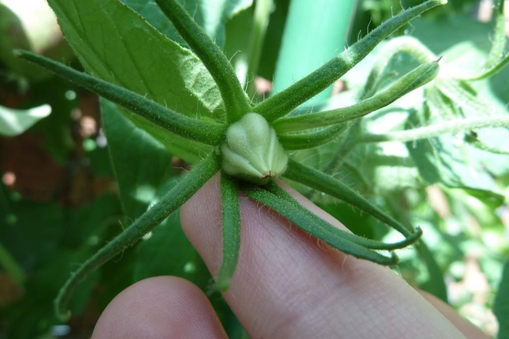  photo P1000868_zps51801bc5.jpg