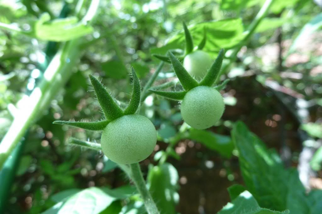  photo P1000876_zps468246ef.jpg