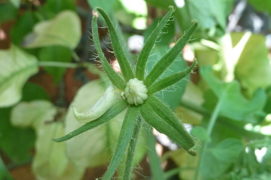  photo P1000882_zps94c11d28.jpg