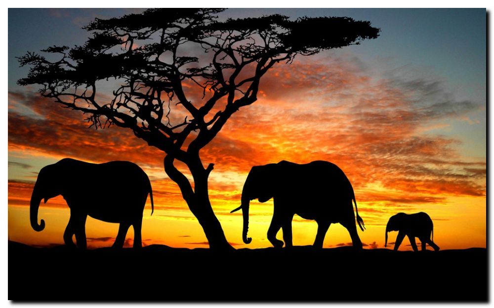 ELEPHANT FAMILY SUNSET QUALITY CANVAS ART PRINT poster 16"X 12" - Picture 1 of 1