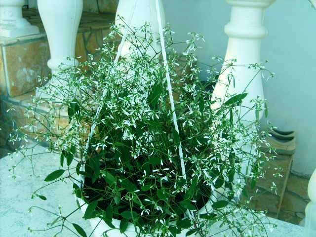 %20photo%20S5007773_zps9067a02c.jpg