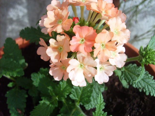 %20photo%20S5007803_zps26f64382.jpg