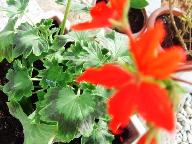 %20photo%20S5007805_zpscd711467.jpg