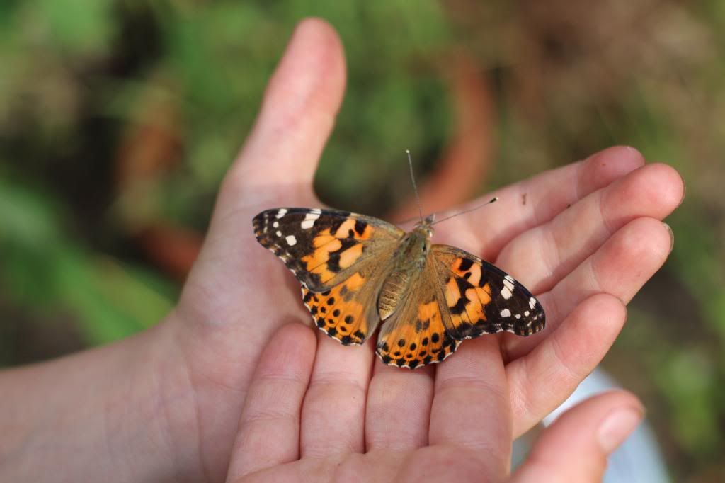 painted lady butterfly