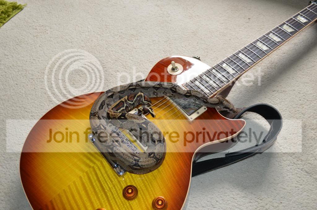 Rockin' Boa | Reptile Forums