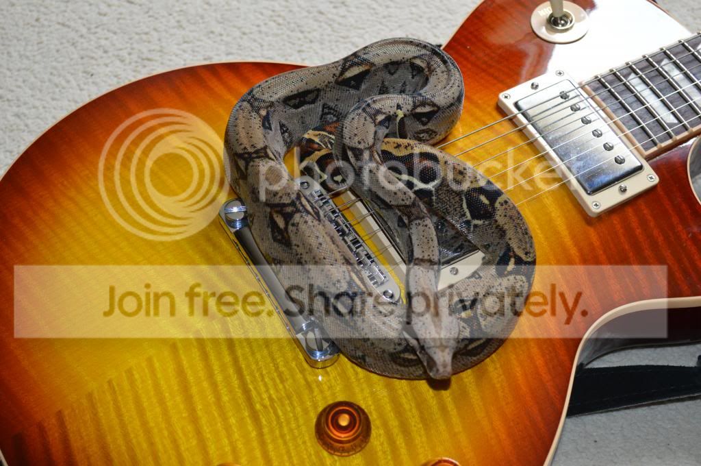 Rockin' Boa | Reptile Forums