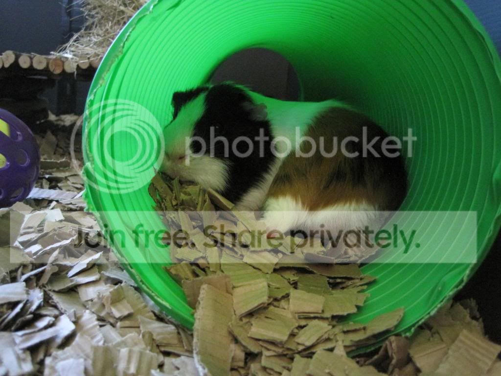 IMG_1852_zps1aa29ce5.jpg