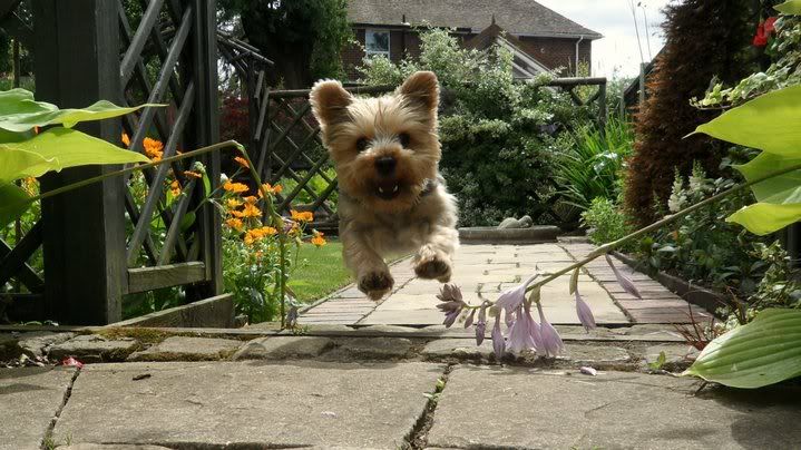 flyingscooby.jpg